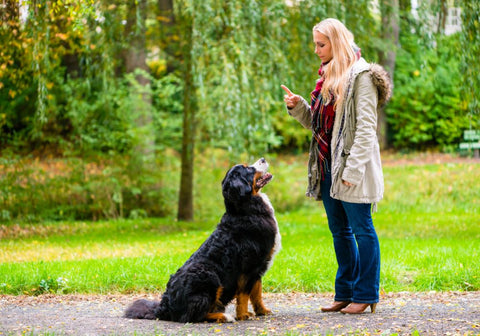 Black Dog Sitting Patiently in Front of Woman