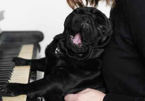 Black Dog and Woman Playing the Piano