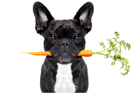Black French Bulldog Biting a Carrot Stick