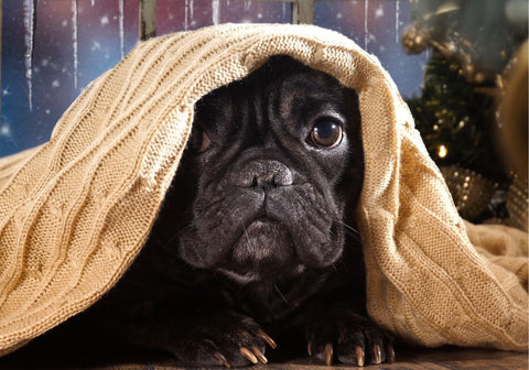 Black French Bulldog Under Blanket