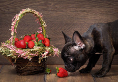 Black French Bulldog Sniffing a Red Strawberry