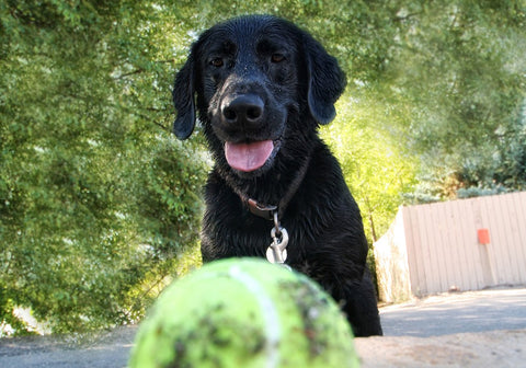 Black Labrador Looking at a Tennis Ball