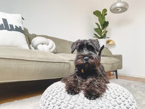 Black Miniature Schnauzer on White Rug