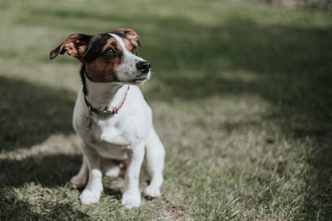 Brown and White Jack Russell Terrier Outside on Grass