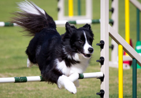 Border Collie Jumping Over Barriers