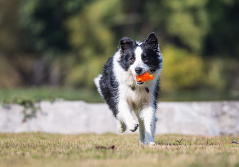 Border Collie Playing Fetch