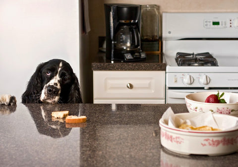 Black and White Spaniel Reaching for Bread on the Table