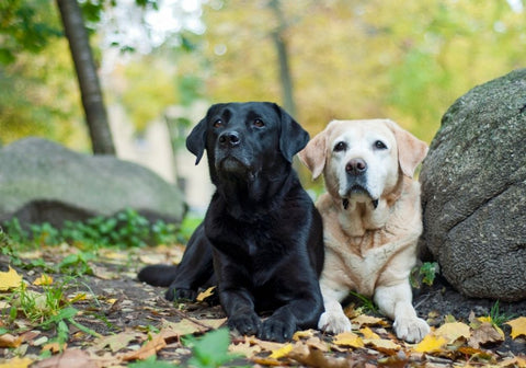 Black and Yellow Labradors Lying on Ground