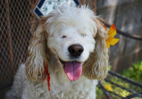 Blind Cocker Spaniel Dog with a Big Smile