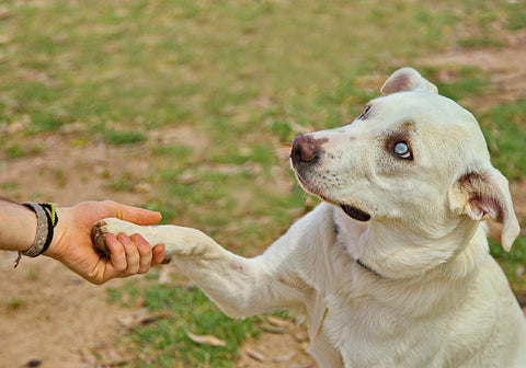 Blind Dog Giving Paw to Human