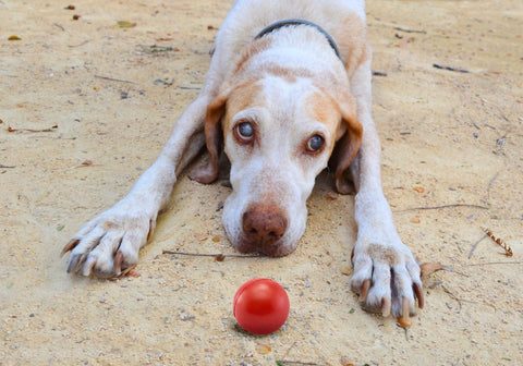 Blind Dog Lying Down, Red Ball Between Its Paws