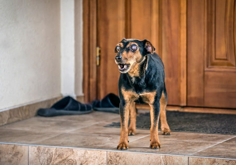 Blind Dog on the Porch