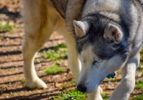 Blind Siberian Husky Walking Around