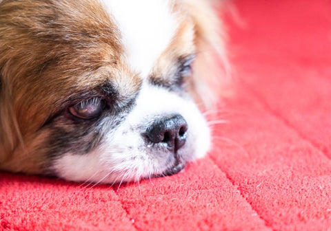 Blind Pekingese Dog Face on Red Carpet