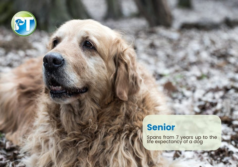 Old Golden Retriever Dog Lying Outside