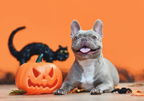 Blue French Bulldog Beside Plastic Pumpkin