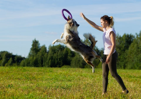 Border Collie Exercising with Human