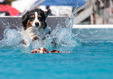 Border Collie Swimming in Pool