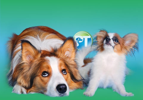 Border Collie and Papillon Puppy over a Green and Blue Background