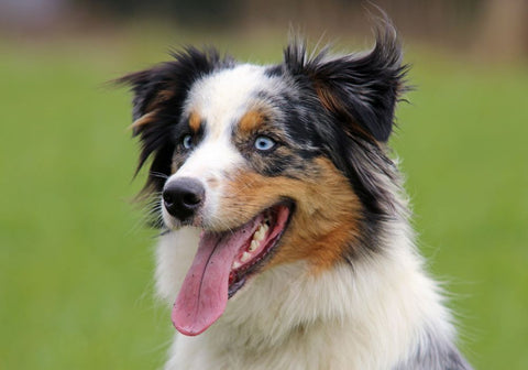 Top 10 Dog Breeds Most Likely to Develop Eye Problems – PetsTEK