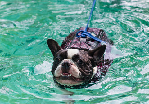 Boston Terrier Swimming in the Pool