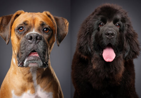 Boxer and Newfoundland Dog Portraits