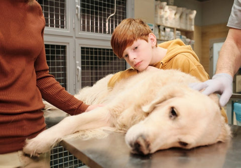 Boy with Sick Dog at Vet Clinic