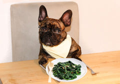 Brindle French Bulldog with Glasses Looking at Plate of Spinach