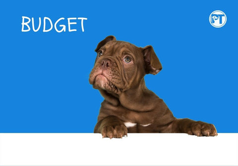 Brown Dog Against Blue Background with Word Budget