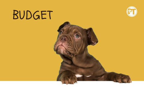 Brown Dog Looking at Words Budget Against Yellow Background