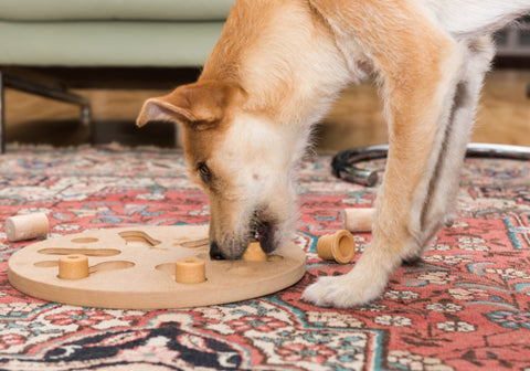 Brown Dog Playing with a Puzzle Toy