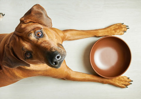 Brown Dog with Empty Bowl Waiting for Feeding