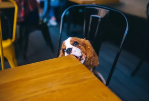 Brown and Shite Dog Chewing on the Table Corner