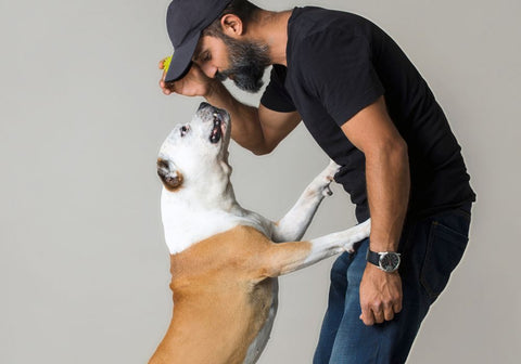 Brown and White Dog Leaning Against Human Asking for Ball