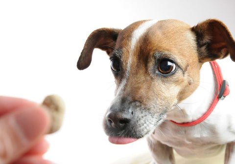 Brown and White Dog Looking at Treat