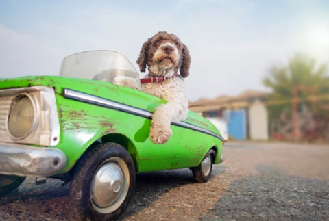 Brown and White Dog Riding Green Convertible