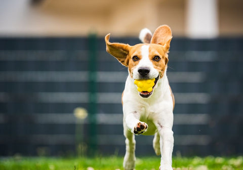 Brown and White Dog Running with Yellow Ball in Mouth