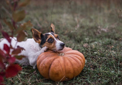 Brown and White Dog with Head Laying on Pumpkin