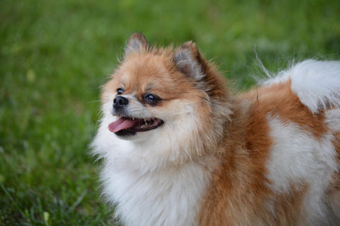 Brown and White Pomeranian Outside in Grass