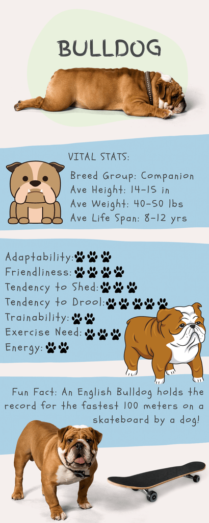 Bulldog Stats Infographic