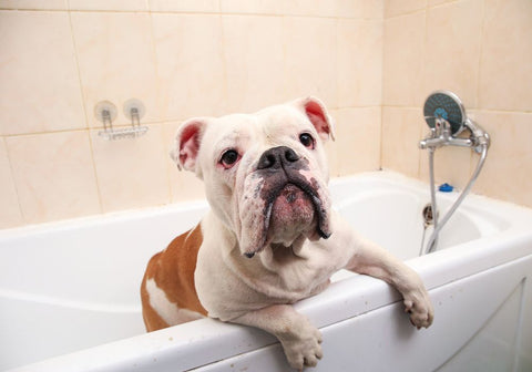 Bulldog in Bath Tub