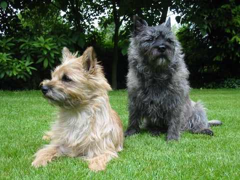 Cairn Terrier Dogs Lying on Grass CC-BY SA 3.0