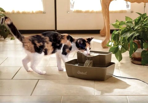 Cat Drinking from Pet Fountain