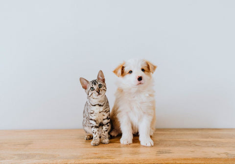 Cat and Dog Sitting Together on Wooden Floor