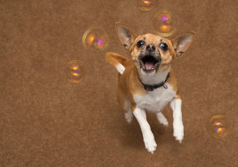 Chihuahua Dog Jumping at Bubbles