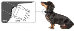 Chihuahua with E-Collar Placement Illustrated