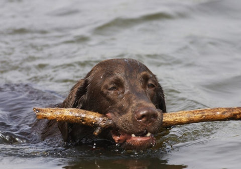 Chocolate Lab Swimming with a Stick in Mouth