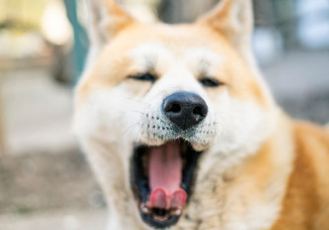 Close-up Shot on Akita Dog Yawning