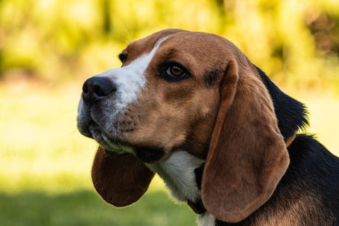 Close Up Image of a beagle