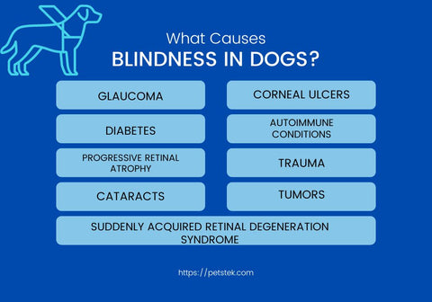 Common Causes of Blindness in Dogs